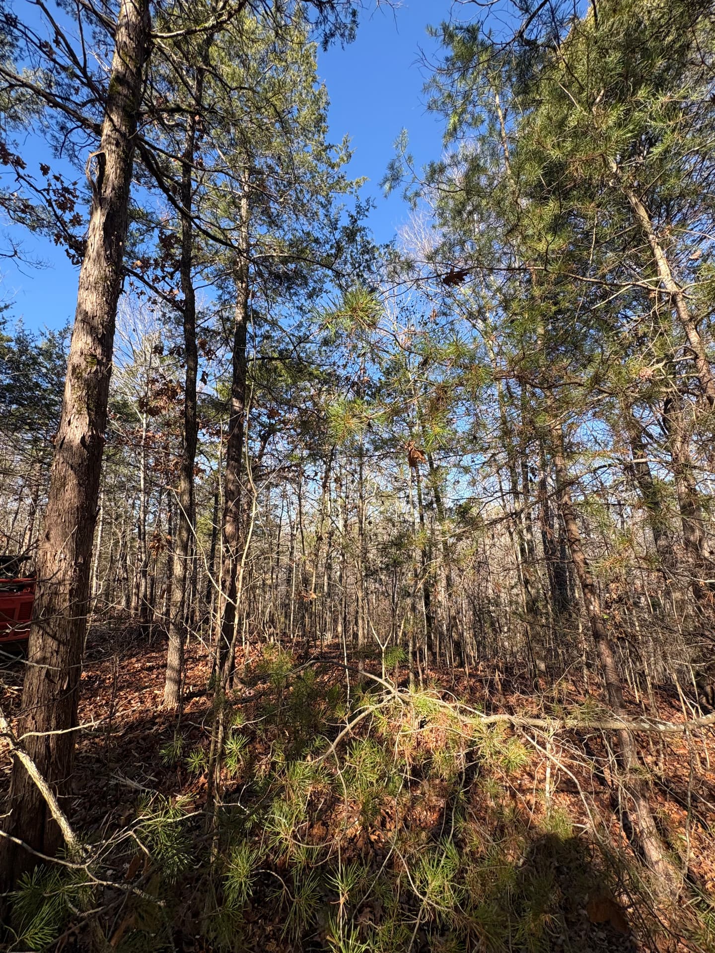Wooded, overgrown lot before land clearing near Charlotte, NC