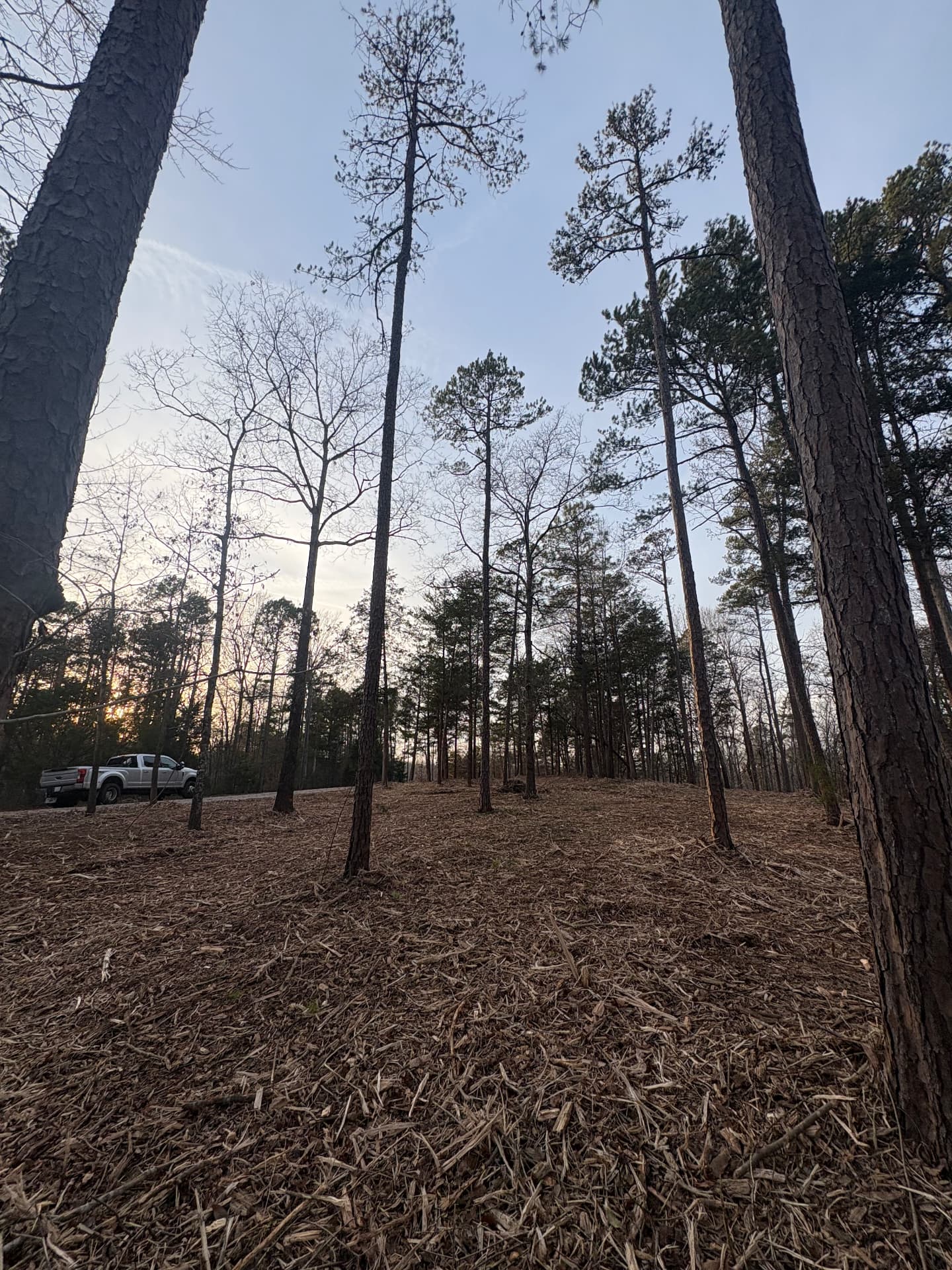 The same lot after clearing and forestry mulching, open mulched ground near Charlotte, NC
